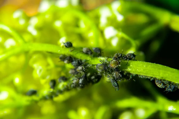 Doğada Yeşil Bir Yaprak Bitleri Makro — Stok fotoğraf