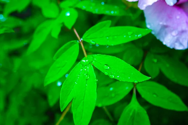 Tautropfen Auf Schönen Grünen Blättern Sonnenschein Garten Sommerkonzept — Stockfoto