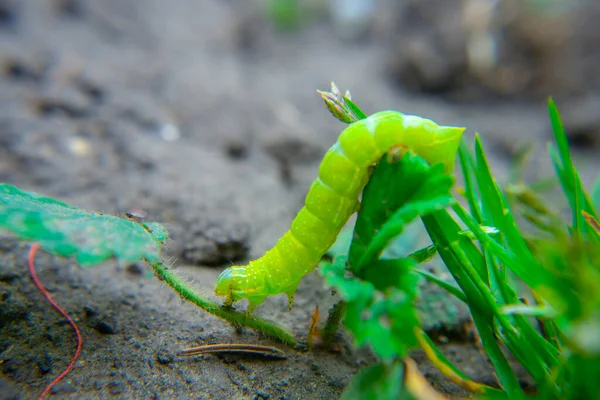 Yeşil Tırtıl Yerde Sürünüyor Makro — Stok fotoğraf