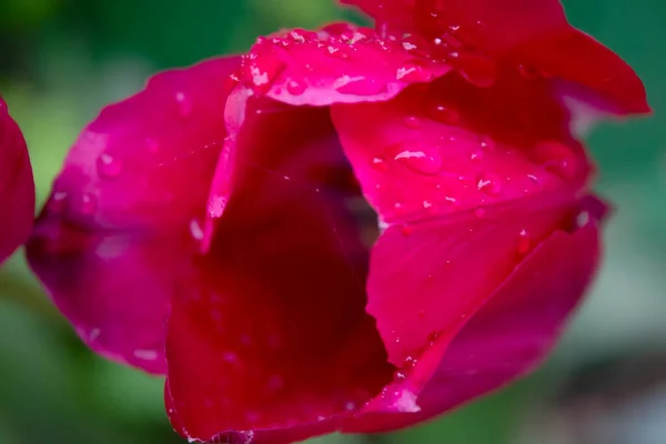 花园里的郁金香红了 — 图库照片