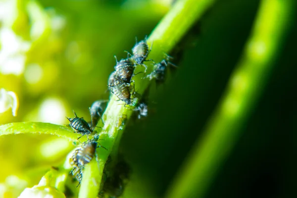 Blattläuse Auf Einem Grünen Blatt Der Natur Makro — Stockfoto