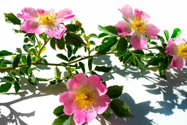 Pink Rosehip Dog Rose Flower Closeup White Background — Stock Photo, Image