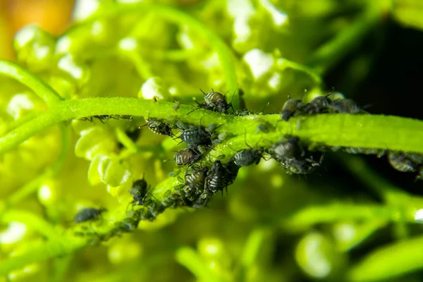 Los Áfidos Sobre Hoja Verde Naturaleza Macro — Foto de Stock