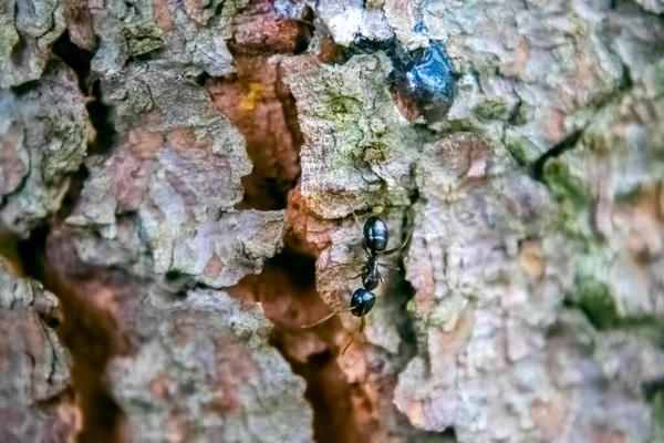 Ameise Spaziert Auf Der Rissigen Rinde Des Baumes — Stockfoto