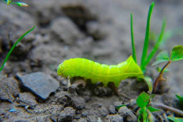 Groene Rups Kruipend Grond Macro — Stockfoto