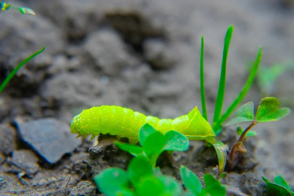 Bruco Verde Strisciante Terra Macro — Foto Stock