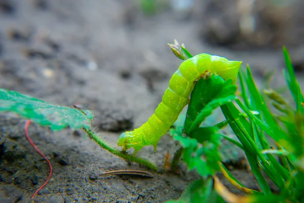 Green Caterpillar Crawling Ground Macro — Stock Photo, Image