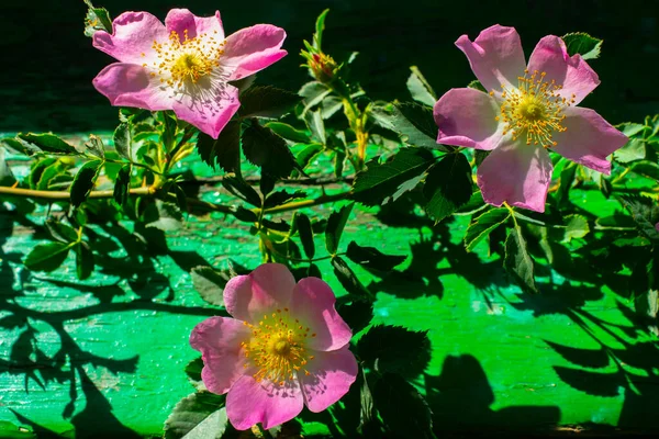 Pink Rosehip Dog Rose Flower Closeup Green Background — Stock Photo, Image