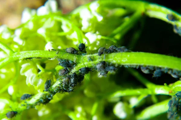 Los Áfidos Sobre Hoja Verde Naturaleza Macro — Foto de Stock