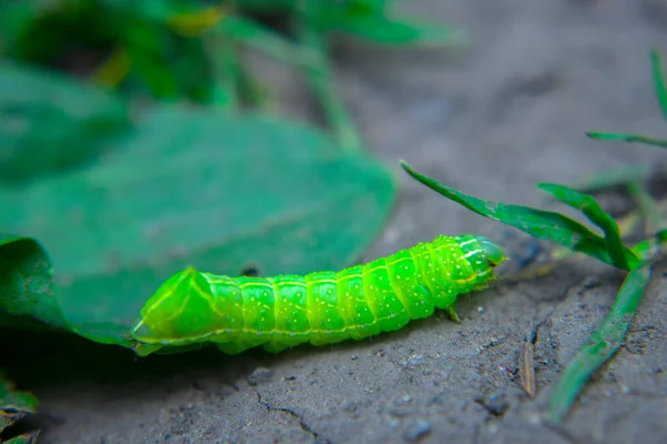 地面を這う緑の毛虫マクロ — ストック写真