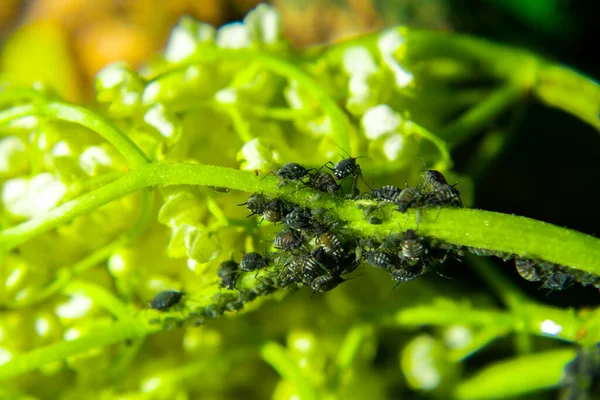 Pucerons Sur Une Feuille Verte Dans Nature Macro — Photo