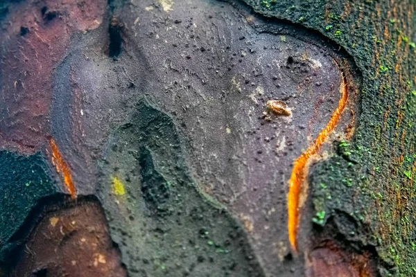 Closeup Φλοιό Δένδρων Υφή Φόντου — Φωτογραφία Αρχείου