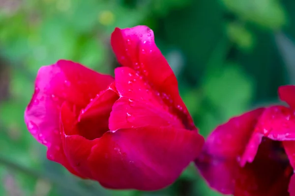 Primavera Flor Tulipa Vermelha Jardim — Fotografia de Stock