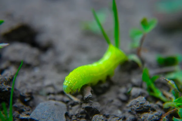 Зеленая Гусеница Ползает Земле Макро — стоковое фото