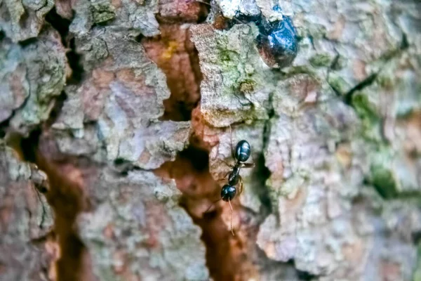 Ant Walk Cracked Bark Tree — Stock Photo, Image