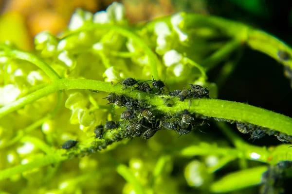 Pucerons Sur Une Feuille Verte Dans Nature Macro — Photo