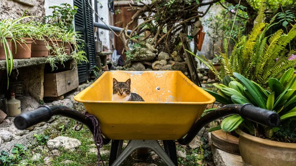 Kleine kat staand in een gele kruiwagen buiten — Stockfoto