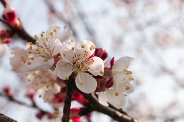 kiraz çiçeği, beyaz çiçekler, güneş ışığı, bahar, nisan, sıcaklık, pembe, ağaç, ağaç dalı, polen, gökyüzü.
