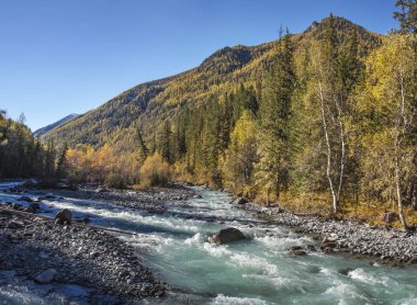 Vahşi orman nehri, sonbahar manzarası