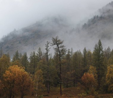 Dağ taygası ve sisin tepeleri.
