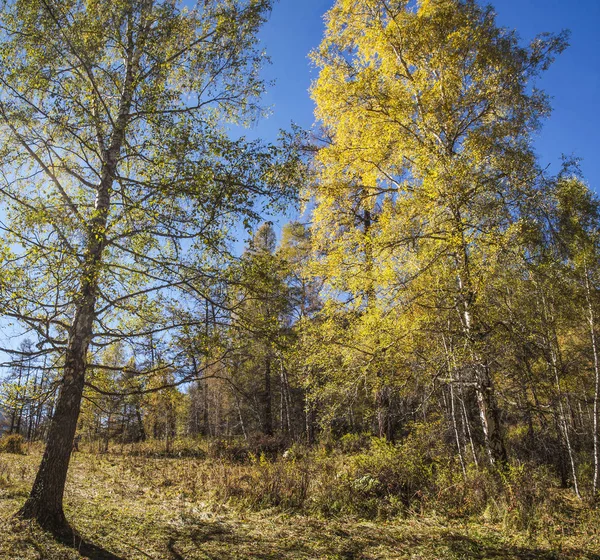 Golden autumn, indian summer, sunny day — Stock Photo, Image