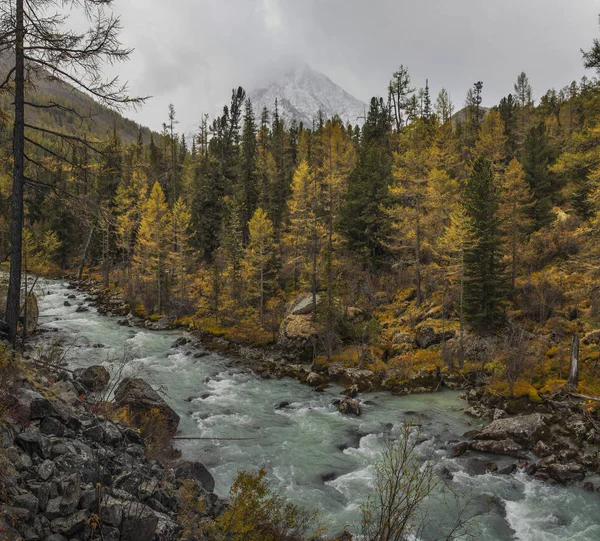 Un fiume selvaggio scorre tra la foresta — Foto Stock