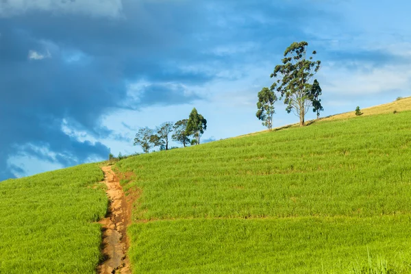 Farmlands Crops Dirt Road — Stock Photo, Image