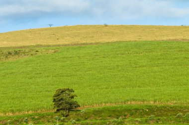 Hillside manzara tarım