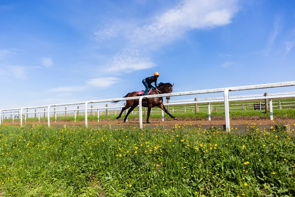 レース馬トレーニング — ストック写真