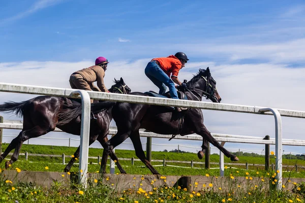 Race Horses Training — Stock Photo, Image