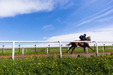 Yarış atı takip eğitim