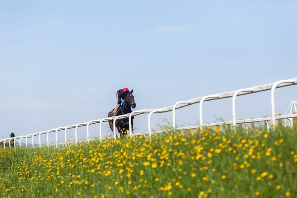 Race Horses Training Runs — Stock Photo, Image