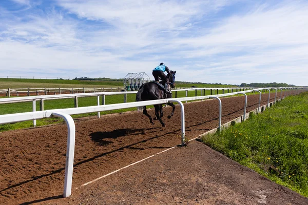 Race Horses Training