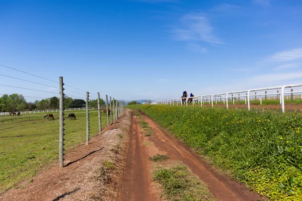 Carreras de entrenamiento de caballos de carrera —  Fotos de Stock