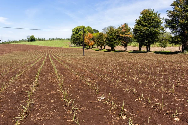 Crops Farming Landscape — Stock Photo, Image