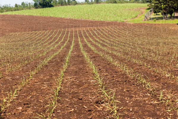 Crops Farming Landscape — Φωτογραφία Αρχείου