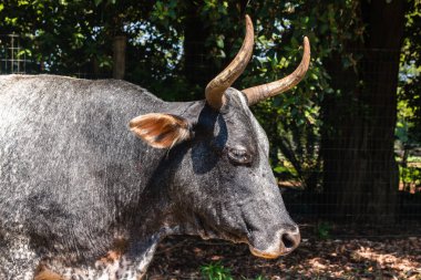 Sığır boynuzu vücut baş