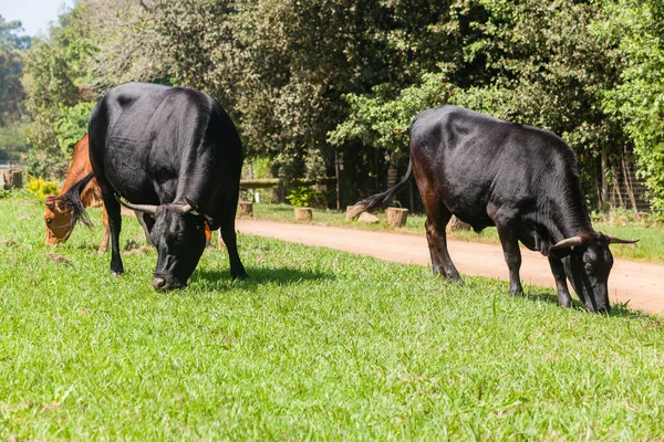 Bovins Chemin de terre de campagne — Photo