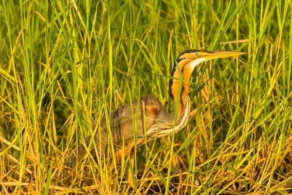 Uccello airone palude — Foto Stock