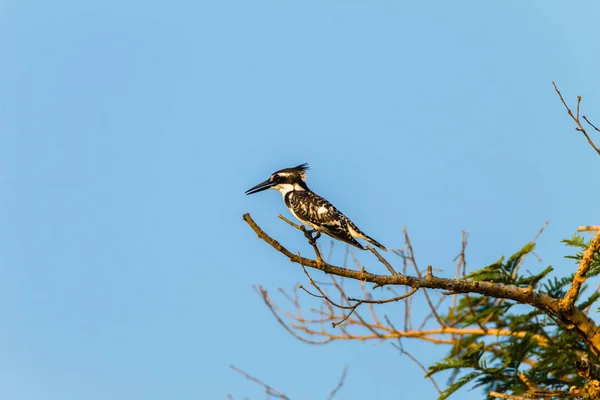 Pássaro Pied Kingfisher — Fotografia de Stock