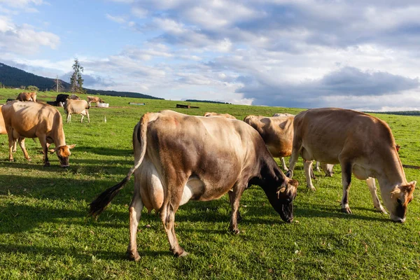 Vacas lecheras de granja —  Fotos de Stock