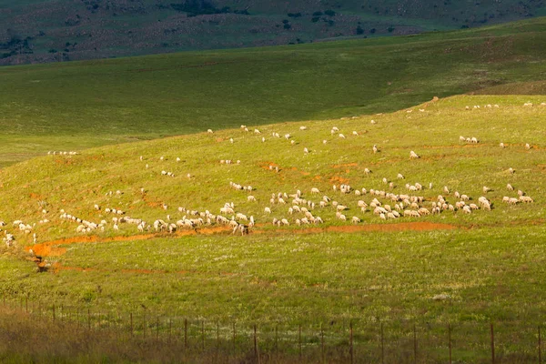 Troupeau de moutons Montagnes Agriculture — Photo