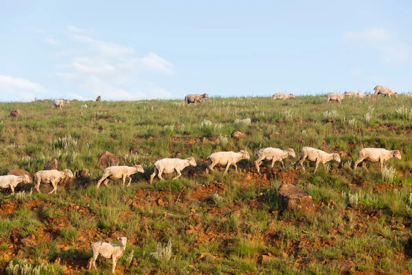 Troupeau de moutons Montagnes Agriculture — Photo