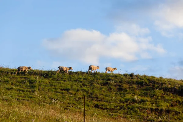 Troupeau de moutons Montagnes Agriculture — Photo