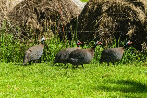 Guinea-fowl Four Birds — Stock Photo, Image