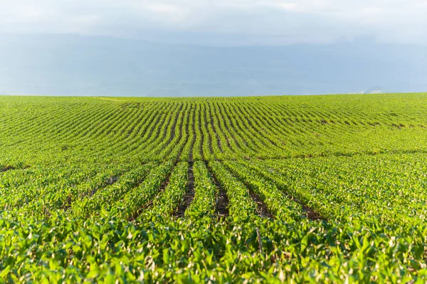 Kukuřičné pole zemědělské krajiny — Stock fotografie