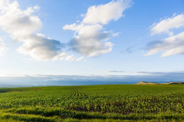 옥수수 필드 농장 풍경 — 스톡 사진