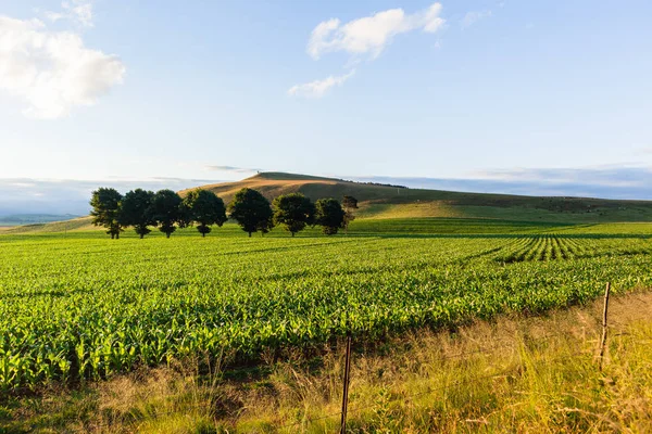 Majs fältet gård landskap — Stockfoto