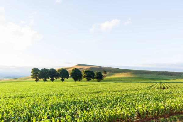 Krajobraz Farm pola kukurydzy — Zdjęcie stockowe