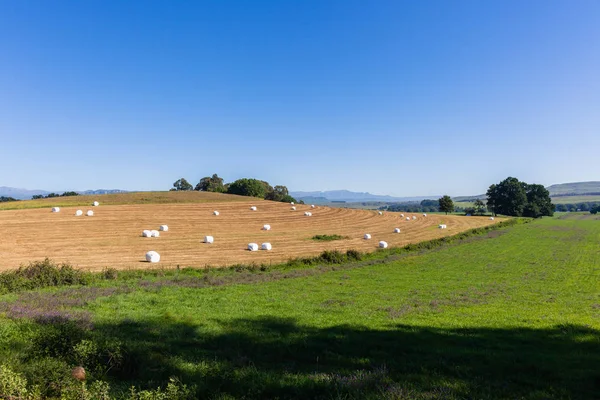 Agricultura Césped fardos Paisaje — Foto de Stock